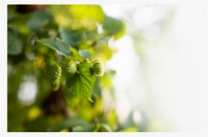 Palm Hop Select Hopfeest Slide - Sunlight