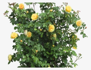 Rose Bush Clipart Entourage - Plantas Para Photoshop Sin Fondo