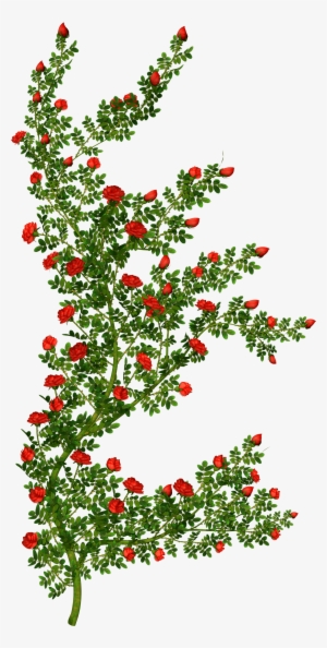 Rosebush Clipart Picture - Rose Bush Clipart Transparent