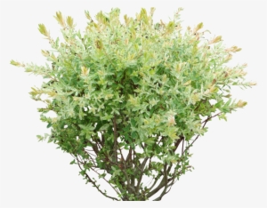 Rose Bush Clipart Shrubbery - Bush Png