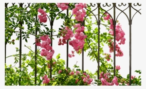 Romantic Rose Blooms - Background Transparent Roses Climbing