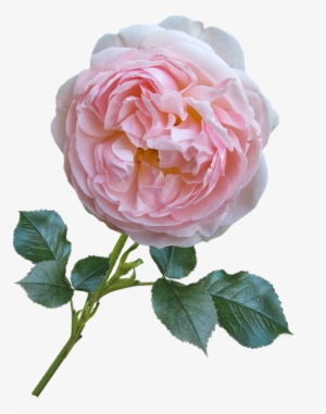 Rose, Pink, David Austin, Flower - Роза Остина Пнг