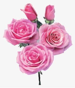 Now I'm Going To Plant Them In Our Garden - Rose