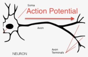 Neuron Clipart Annotated - Nerve Cell Simple Diagram