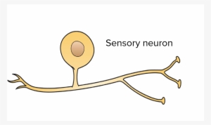Neuron Clipart Dead - Neuron