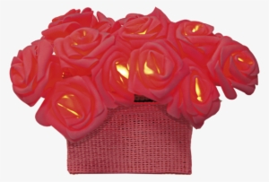 Light Chain Rosebush - Rose