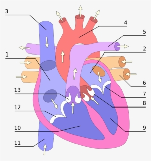 Open - Partes Del Corazon Enumeradas