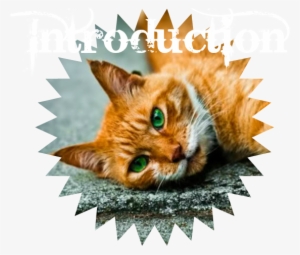 Ebeautiful Cat Image With Green Eyes - Ginger Cat With Green Eyes