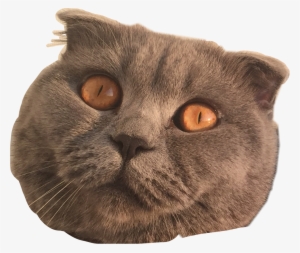 Cat Mad Insane Cateyes Cats Freetoedit - Cat