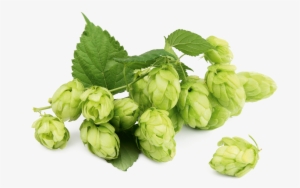 In Foods And Beverages, The Extracts And Oil Are Used