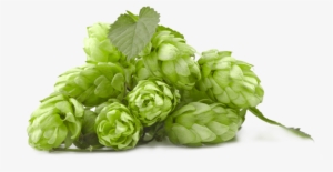 Hops Png