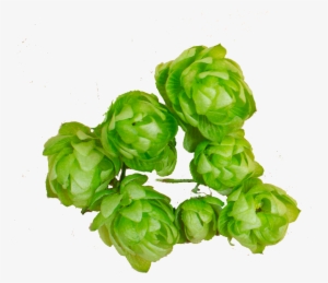 Hops - Vegetable