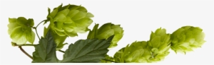 Hops