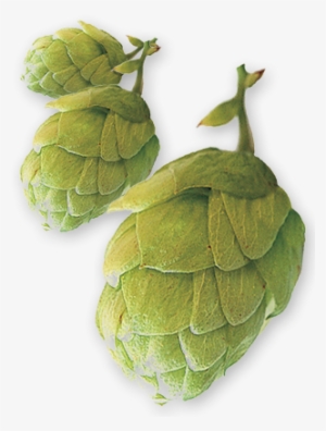 East Kent Golding Uk Pellet Hops - Hop Cone Png