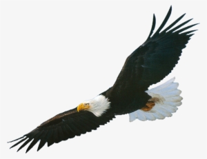 American Eagle Head Png - Aigle Libre De Droit
