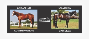 Austin Powers X Cabidela Bryan - Sorrel