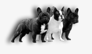 Png Males New 2 Kicsi3 - French Bulldog