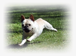 French Bulldog Breed - French Bulldog Run