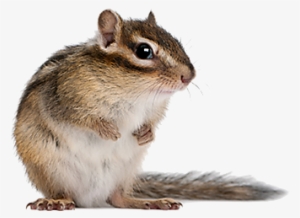 Chipmunks - Chipmunks By Mari Schuh