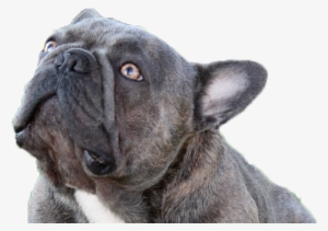 Welcome To Brads Bullies, Home To Some Of The Most - French Bulldog