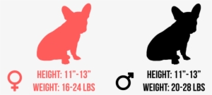 Generally, A French Bulldog - Sabrent Ec-ukms Usb 3.0 Msata Ii Enclosure Adapter