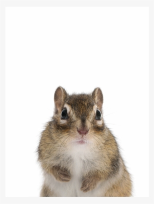 Chipmunk Woodland Print