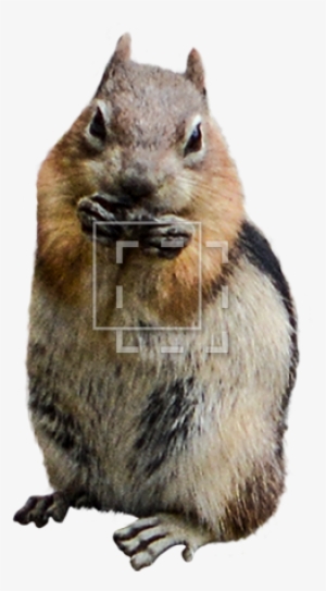 Parent Category - Eating