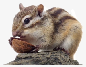 Chipmunk Png