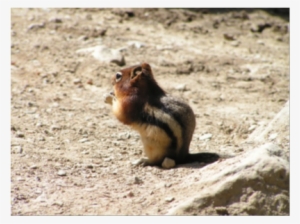 Chipmunk - Eurasian Red Squirrel
