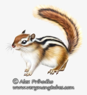 Chipmunks, Tier Wallpaper, Clip Art, Animaux, Animais, - Eastern Chipmunk
