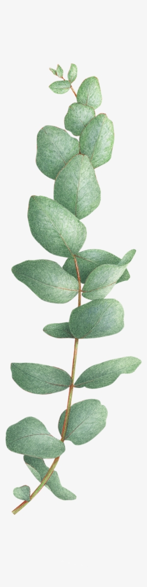 Eucalyptus Cinerea - Eucalyptus Tattoo