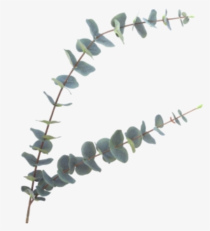 Luxury Green Eucalyptus Stem - Eucalyptus Fake