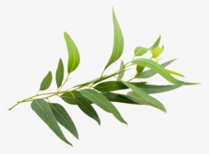Eucalyptus Clipart Transparent - Natural Eucalyptus