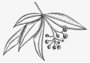 Clip Collection Of High Quality Free Cliparts - Eucalyptus Drawing Png