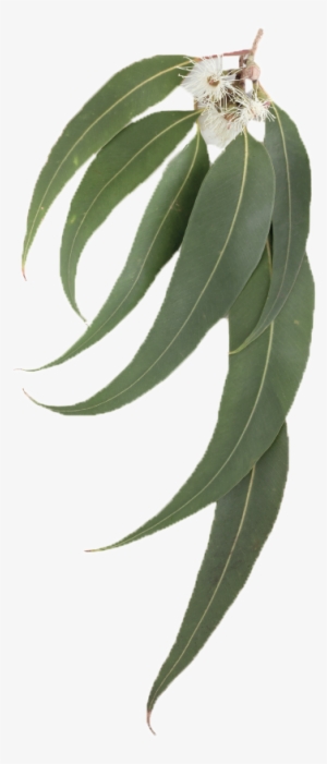 Eucalyptus Leaf - Eucalyptus Leaves Transparent Background