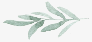 Open Post - Russian Olive