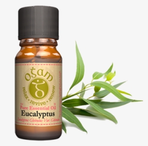 Eucalyptus Globulus - Epoch Brisk Essential Oil