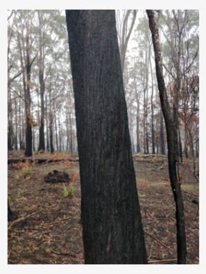 Beer Ocho Eucalyptus - Gum Trees