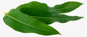 Oregano Png Download - Eucaliptus Png