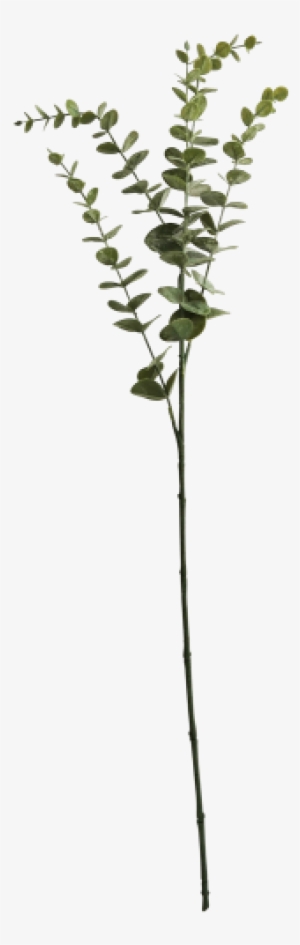 Eucalyptus Leaf Green Stem 75cm - Gum Trees