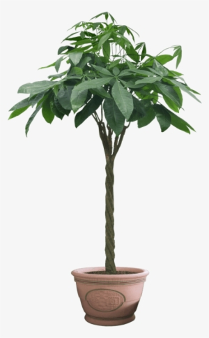 Free Png Plant Png Images Transparent