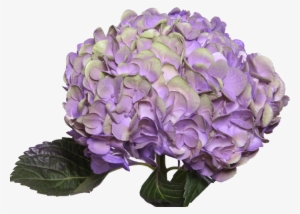 Amathyst Light Purple - Purple