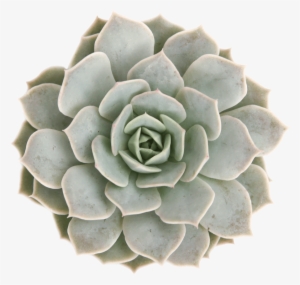 Echeveria 'fleur Blanc' Succulents - Transparent Background Succulent Png