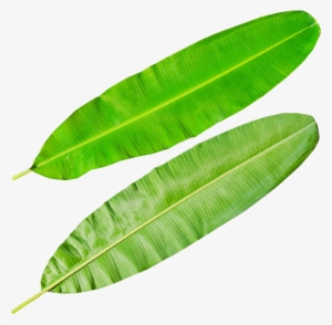 Banana Leaves Png - Banana Leaf Diagram