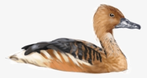 Fulvous Whistling Duck - Duck In Water Png