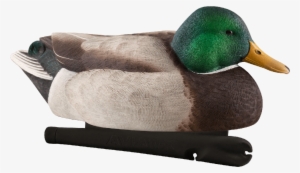 Avian-x Topflight Mallards Late Season Series Decoys - Avian X Late Season Mallards