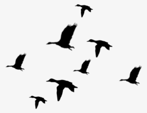 Duck Clipart In Flight - De Aves Siluetas Png
