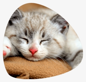 Administering Subcutaneous Fluids To Your Cat ⋆ Pebble - Cat Dreams 2016 Wall Calendar