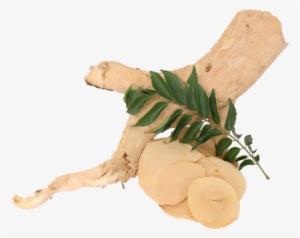 Yellow Tongkat Ali Png Copy - Longjack