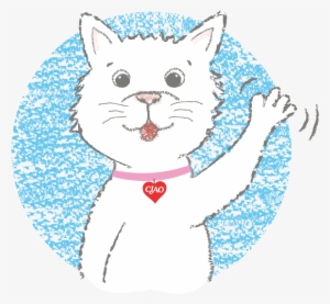 Domestic Short-haired Cat